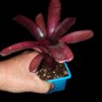 NEOREGELIA AMAZON