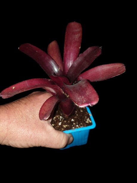 Neoregelia Amazon 2