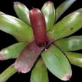 NEOREGELIA CRAISIN