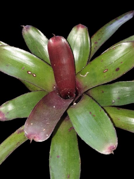 Neoregelia Craisin 1