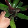 NEOREGELIA CRAISIN