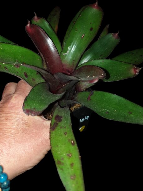 Neoregelia Craisin 2