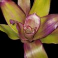 NEOREGELIA GREEN APPLES