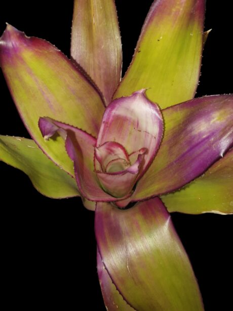 Neoregelia Green Apples 1