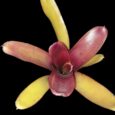 NEOREGELIA TOM TOM