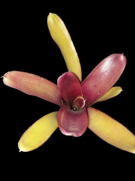 Neoregelia Tom tom 1