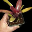 NEOREGELIA TOM TOM