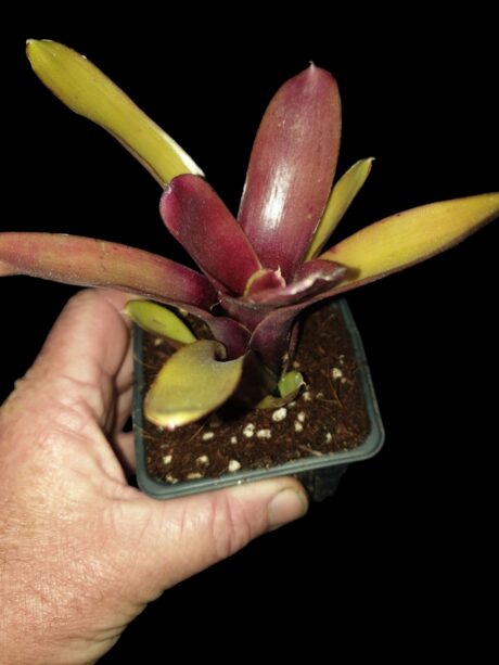 Neoregelia Tom tom 2