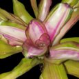 NEOREGELIA LILA VARIEGATA