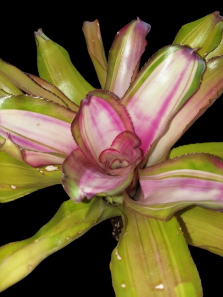 Neoregelia lila variegata 1