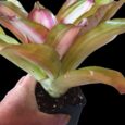 NEOREGELIA LILA VARIEGATA