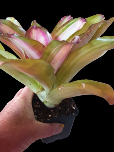 Neoregelia lila variegata 2