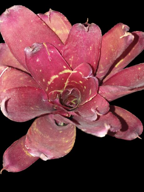 Neoregelia red Goodies 1