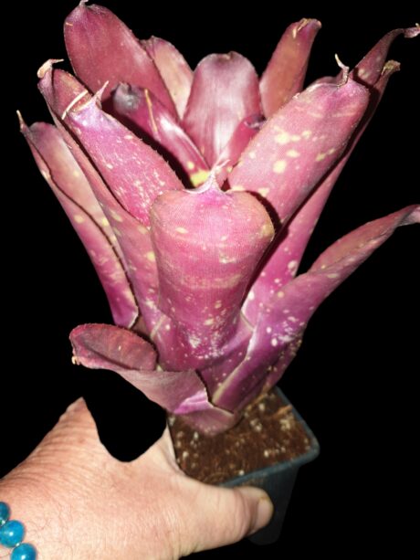 Neoregelia red Goodies 2