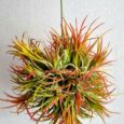 Tillandsia ionantha var. Fuego Boule de 12 cm de diamètre