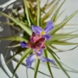 TILLANDSIA BERGERI