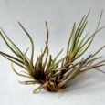 TILLANDSIA ALBERTIANA