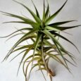 TILLANDSIA BERGERI