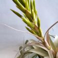 TILLANDSIA XEROGRAPHICA