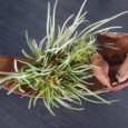 TILLANDSIA ALBERTIANA