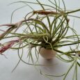 TILLANDSIA BAILEYIE VAR. VIVIPERA