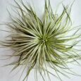 TILLANDSIA TECTORUM