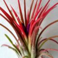 Tillandsia ionantha var. Fuego