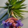 Tillandsia Neglecta