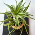 Tillandsia Neglecta