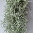 Tillandsia Usneoides